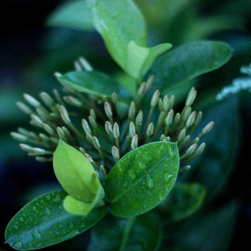 Xiaomi 14 Ultra 512GB